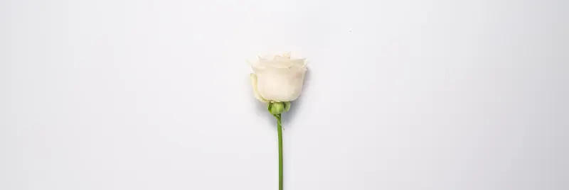The Bud mystery gift box — one considered piece wrapped in ivory tissue inside the signature Petalby vessel