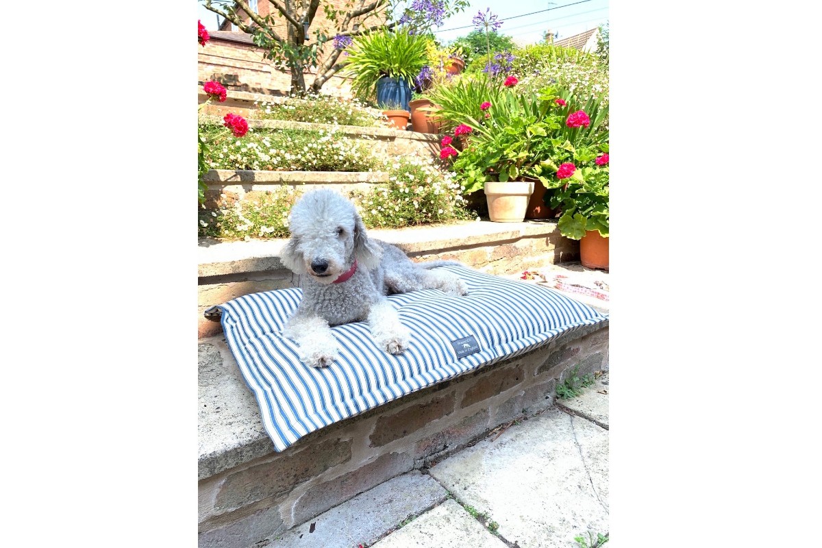French Blue Ticking Dog Bed — BlossomCo — Petalby