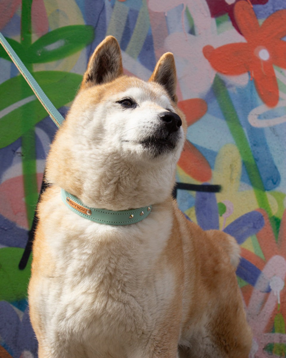 Duo Tone Studded Leather Dog Collar, Mint and Tan — Hiro + Wolf — Petalby
