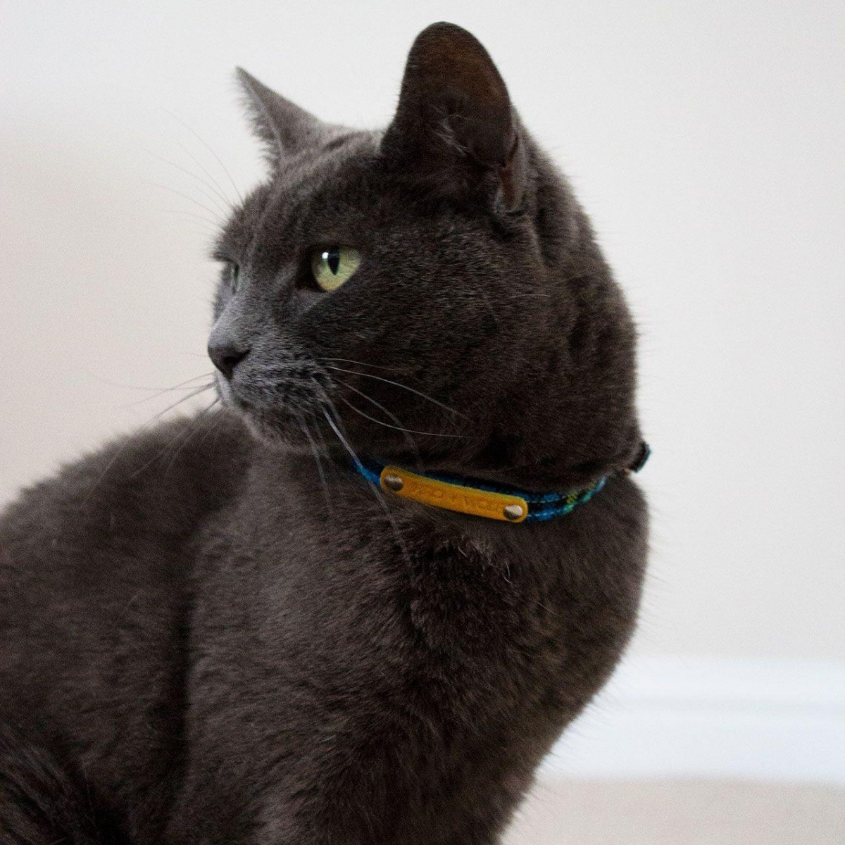 Shuka Blue Stretch Cat Collar — Hiro + Wolf — Petalby